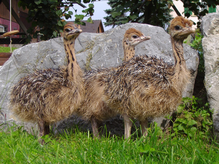 Eberle - DieStraussenfarm.ch - Aachen 568 - 9402 Mörschwil / Straussenküken im Freien