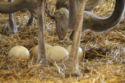 Eberle - DieStraussenfarm.ch - Aachen 568 - 9402 Mörschwil / Strausseneier und -beine