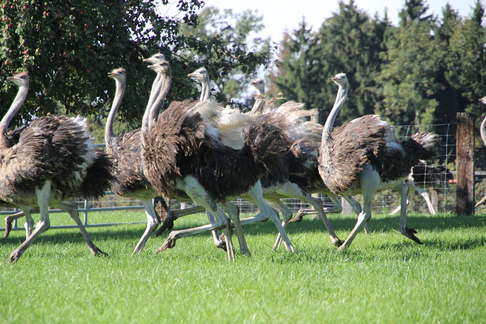 Eberle - DieStraussenfarm.ch - Aachen 568 - 9402 Mörschwil / Strausse